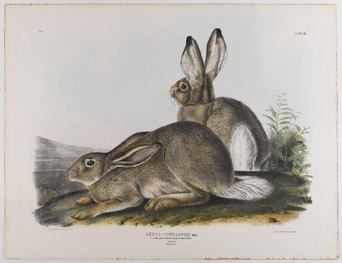 Townsend's Rocky Mountain Hare — John James Audubon