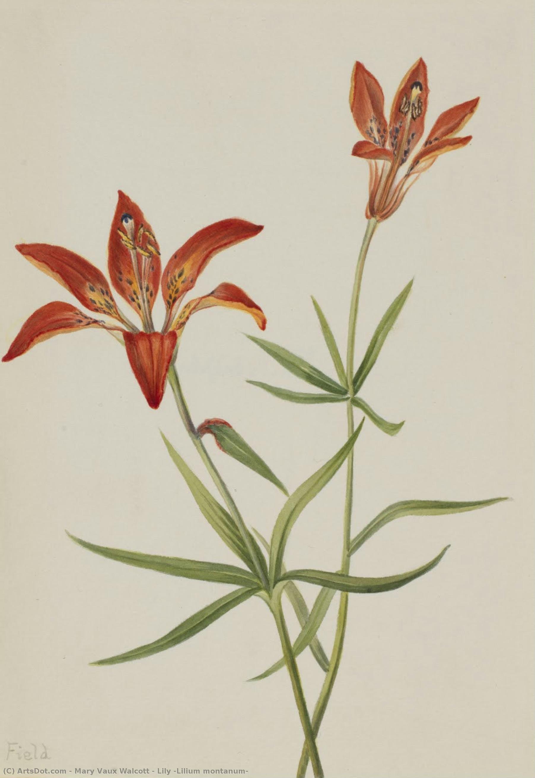 Lily (lilium Montanum) — Mary Vaux Walcott