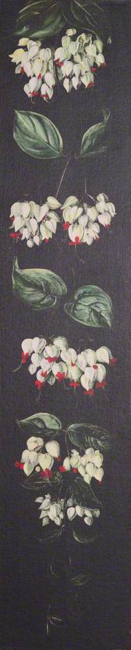 White And Red Flowering Plant On A Black Background — Marianne North