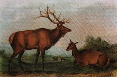 Eastern Elk — John James Audubon