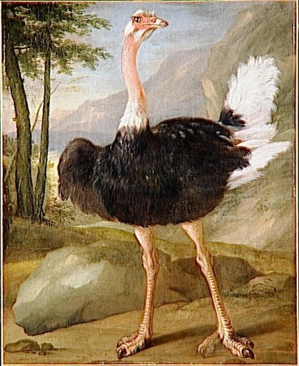 Autruche — Nicasius Bernaerts