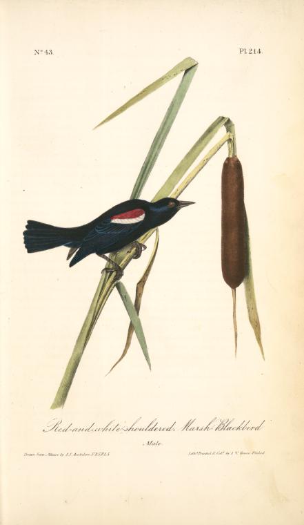 Red-and-white-shouldered Marsh-blackbird. Male. — John James Audubon
