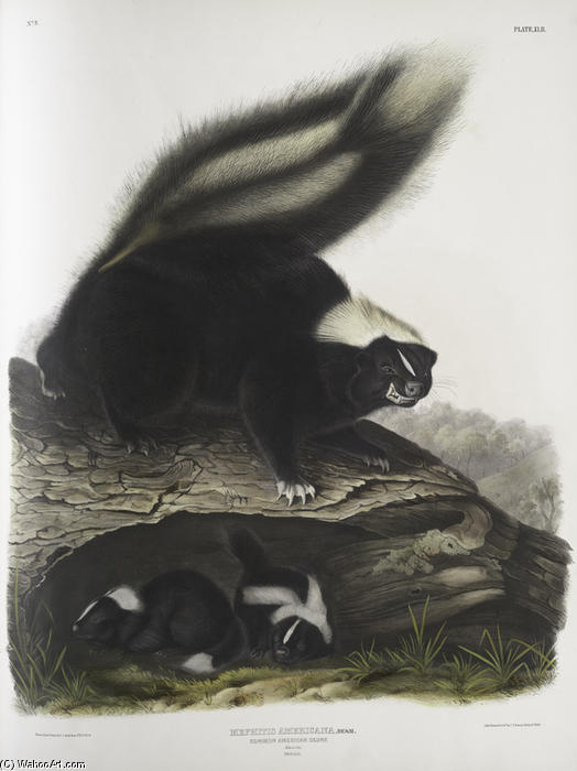 Mephitis Americana, Common American Skunk. Natural Size. Female — John James Audubon
