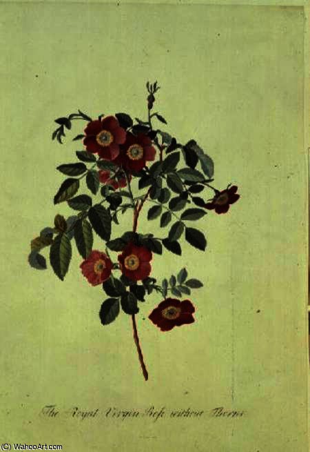 Without Thorns (royal Virgin Rose) — Georg Dionysius Ehret