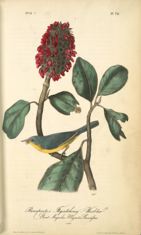 Bonaparte's Flycatching-warbler, 1. Male, 2. Female. Great Magnolia. Magnolia Grandiflora — John James Audubon