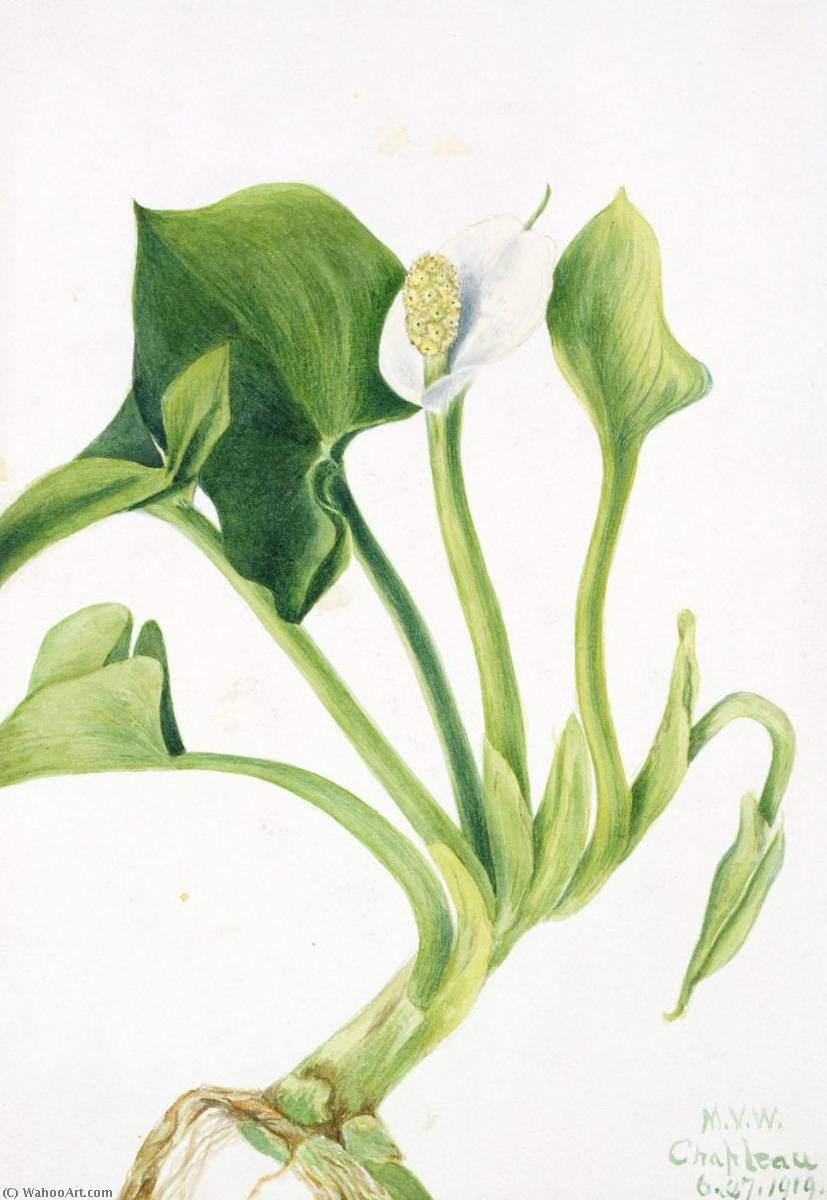 Wild Calla (calla Palustris) — Mary Vaux Walcott