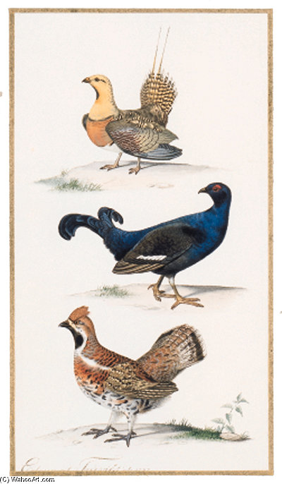 Pterodes Alcata Tetras-lyre - Black-cock - Lyrurus Tetrix Gelinotte Des Bois - Hazel-grouse - Bonasa Bonasia — Edouard Traviès