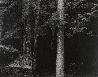 Spruce Trees — Harry Callahan