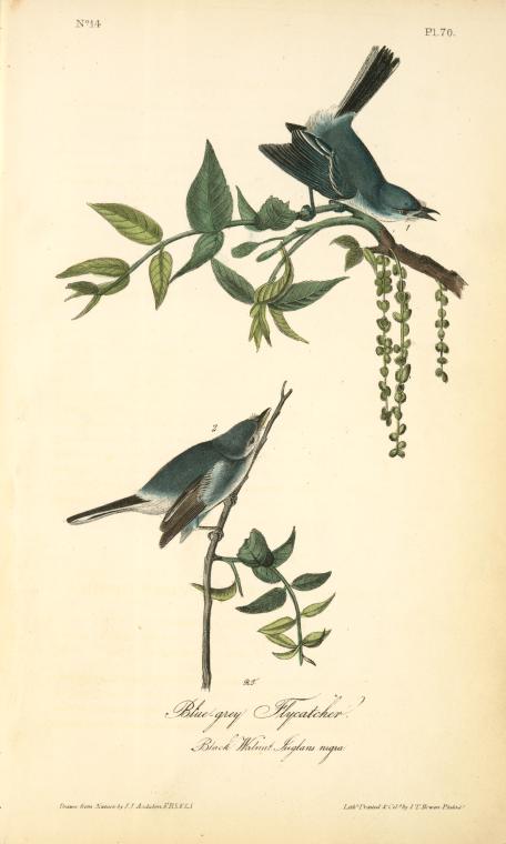 Blue-grey Flycatcher. (black Walnut. Juglans Nigra — John James Audubon