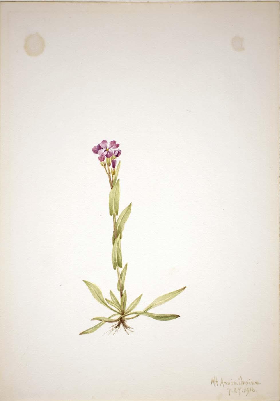 Arabis Lyallii — Mary Vaux Walcott