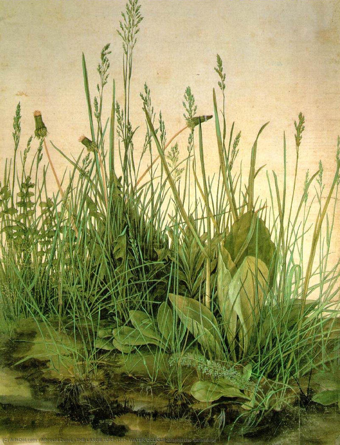 The Large Turf,1503, Water Colour,graphische Sammlung — Albrecht Dürer