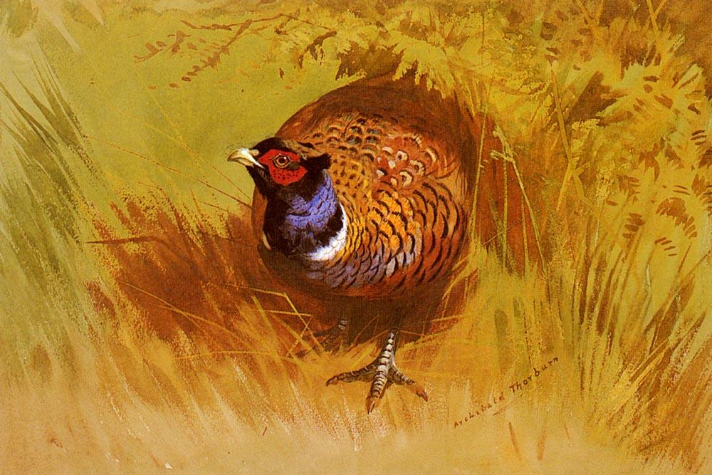 A Cock Pheasant — Archibald Thorburn