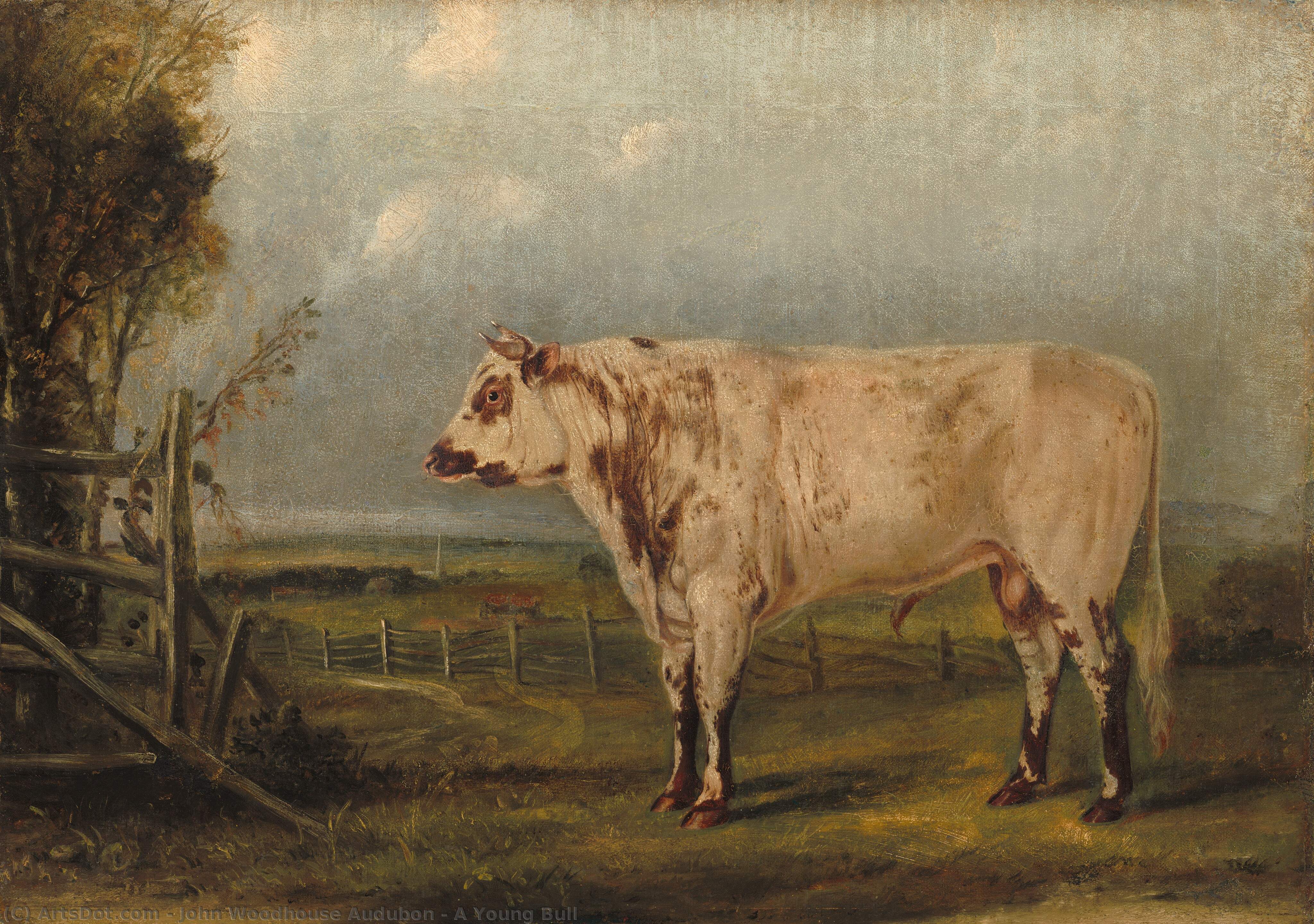 A Young Bull — John Woodhouse Audubon