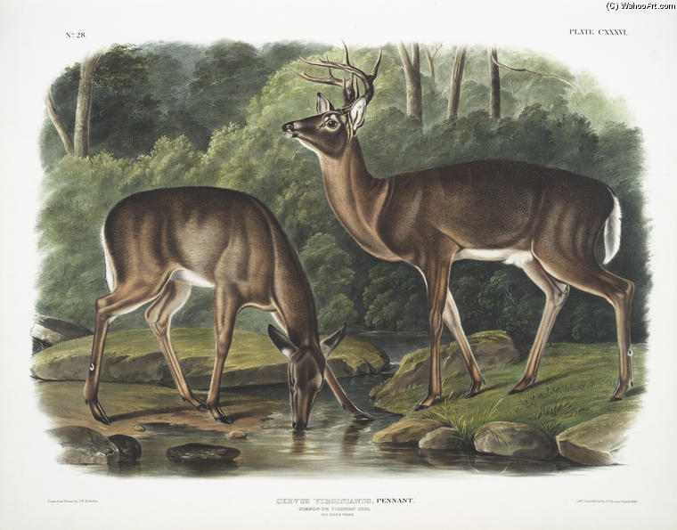 Cervus Virginianus, Common Or Virginian Deer. Old Male ^ Female — John James Audubon