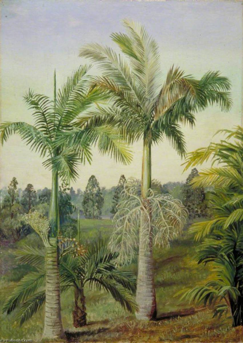 Brisbane Botanic Gardens — Marianne North