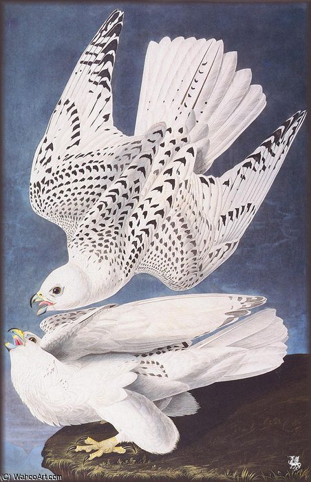 Falcon — John James Audubon