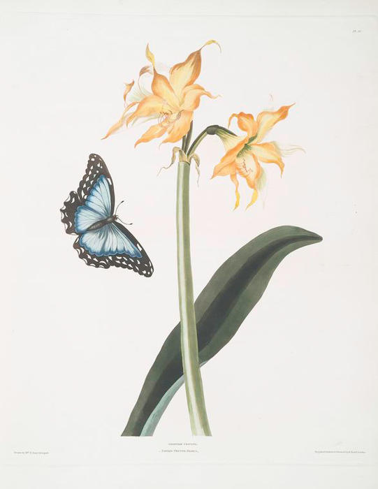 Amaryllis Crocata - Papilio Nestor Branil — Robert Havell