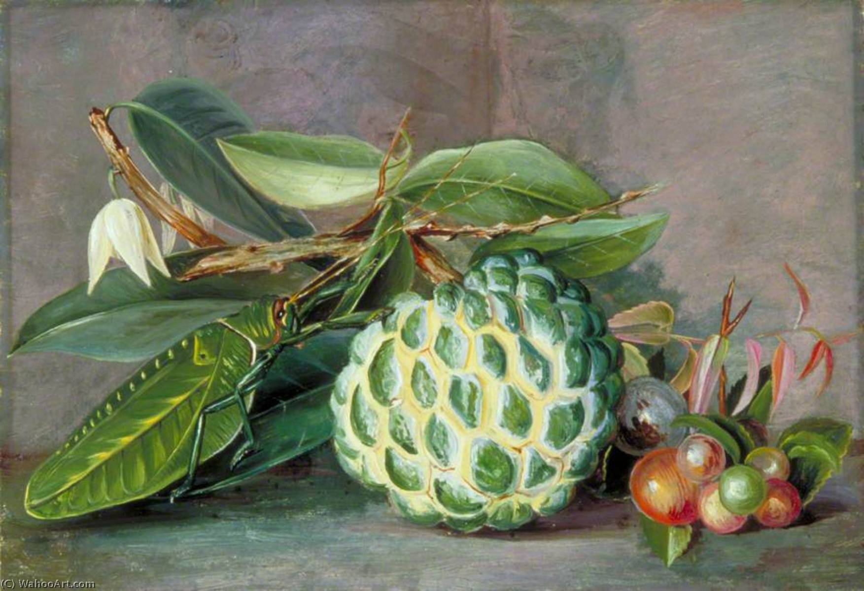 Custard Apple, Native 'gooseberry' Of Sarawak, And Leaf Locust — Marianne North
