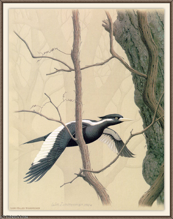 Ivory-billed Woodpecker — August Albert Zimmermann
