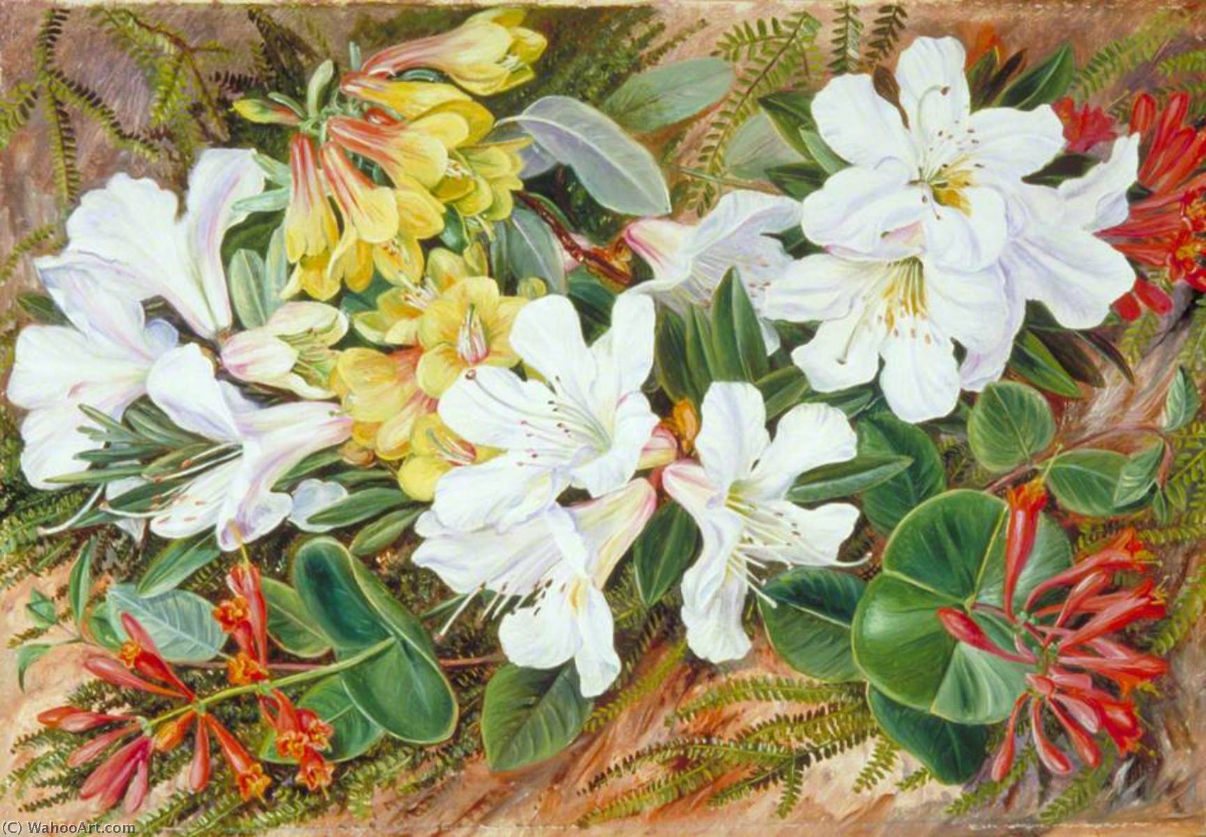 Indian Rhododendrons And North American Honeysuckle — Marianne North