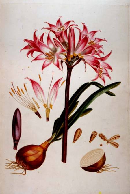 Botanical Plate From `plantae Selectae' (also Compiled By Christoph Jacob Trew) — Georg Dionysius Ehret