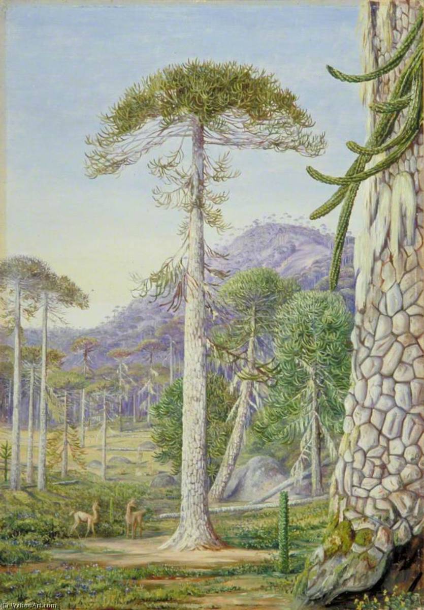 Puzzle Monkey Trees And Guanacos, Chili — Marianne North