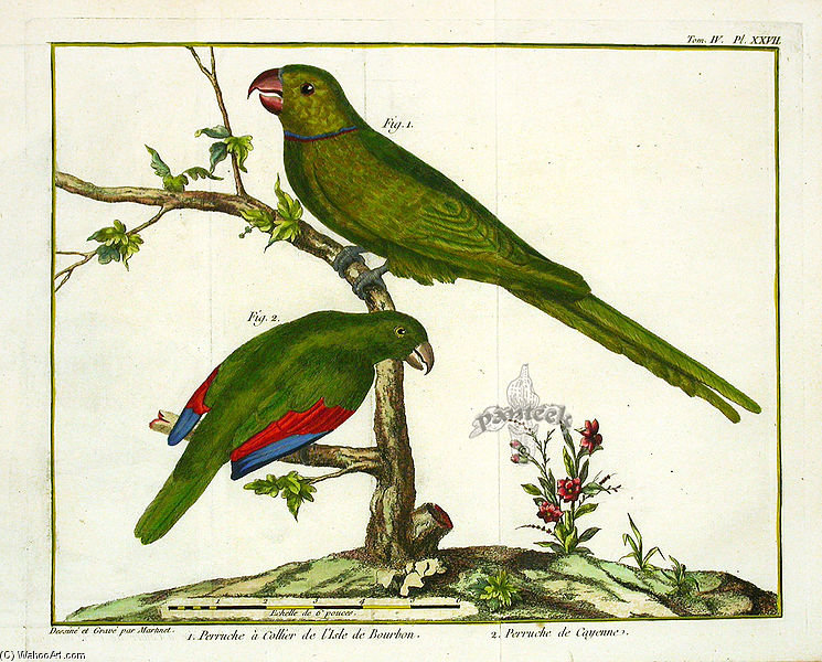 Reunion Parakeet — Francois Nicolas Martinet