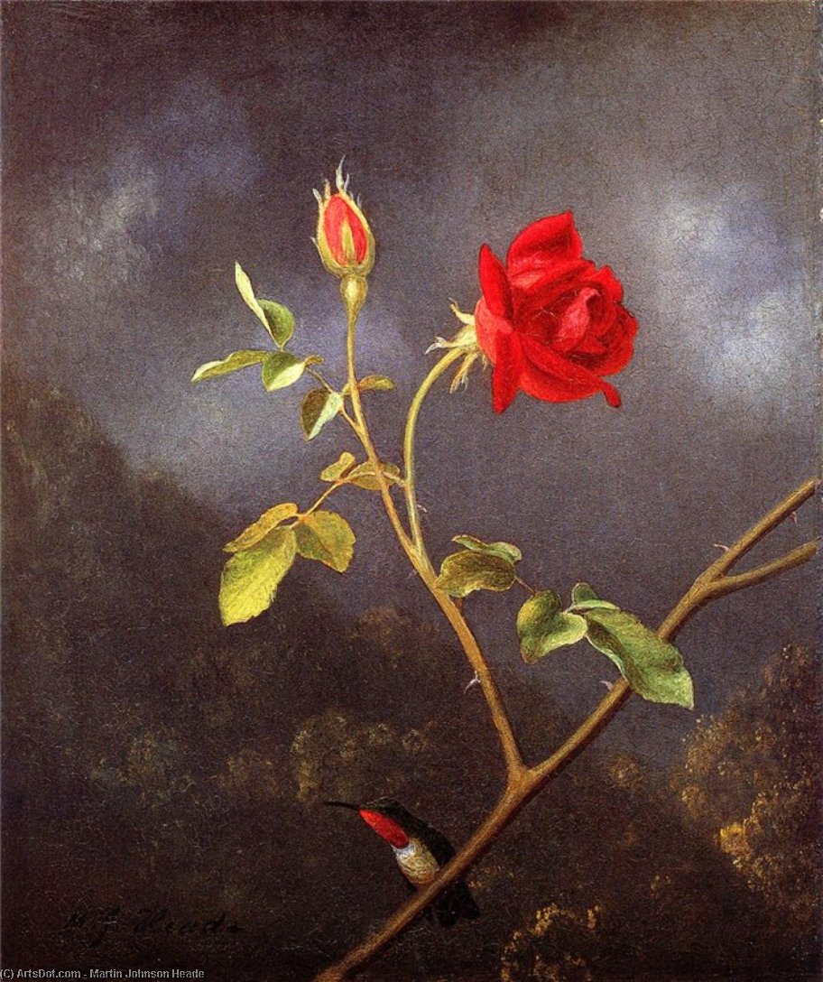Red Rose With Ruby Throat — Martin Johnson Heade
