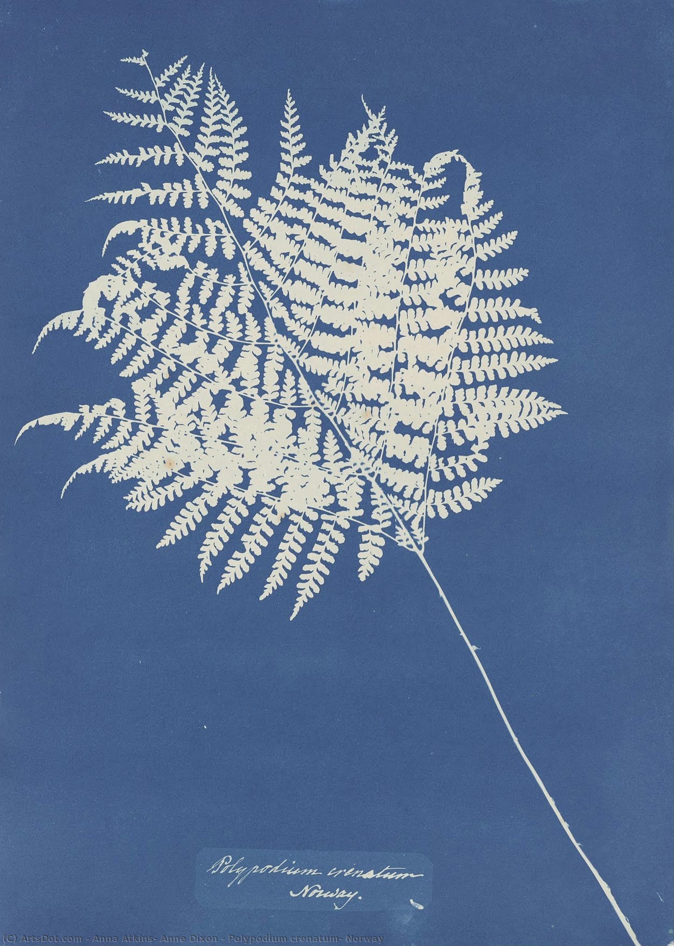 Polypodium Crenatum, Norway — Anna Atkins, Anne Dixon