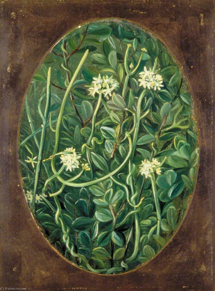 The Soma Lata — Marianne North