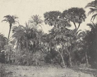 Bois De Dattiers Ed De Palmiers Doums — Maxime Du Camp