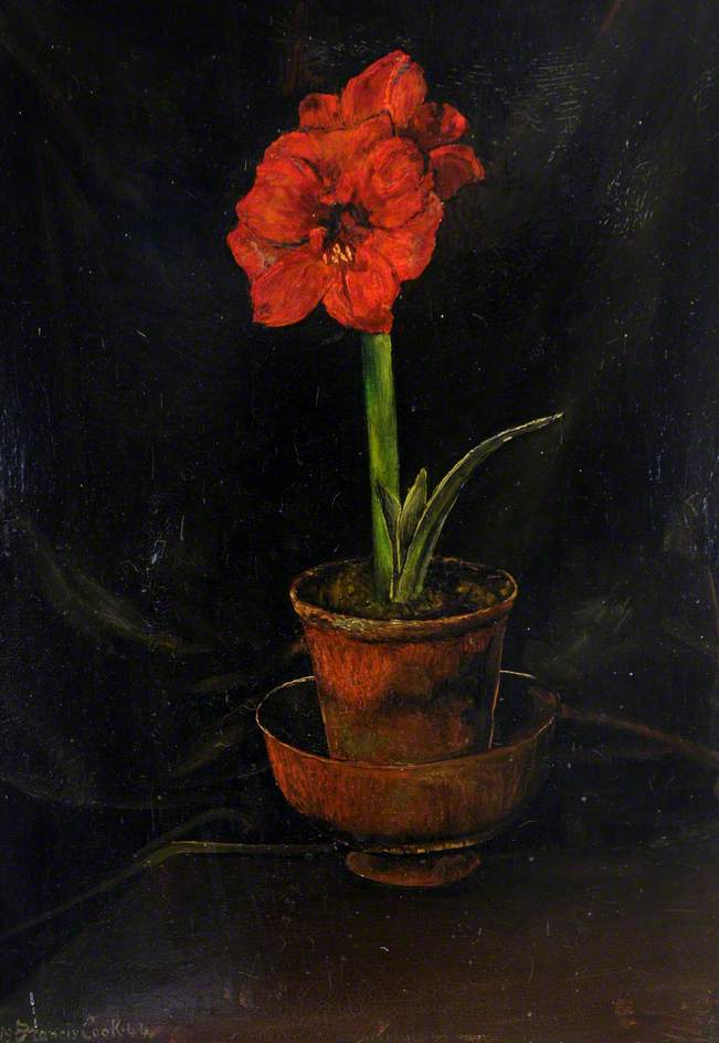 Amaryllis Lily — Francis Ferdinand Maurice Cook