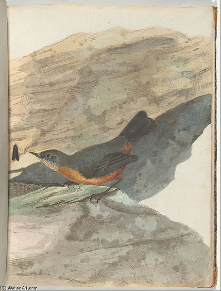 Rock Warbler — John William Lewin