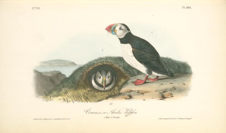 Common Or Arctic Puffin. 1. Male. 2 Female — John James Audubon