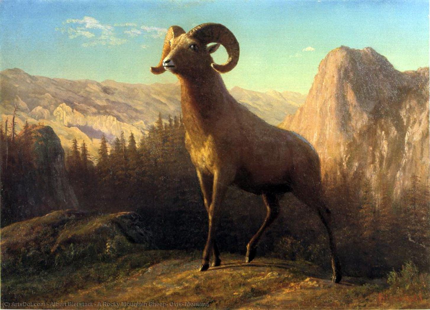 A Rocky Mountain Sheep, Ovis, Montana — Albert Bierstadt