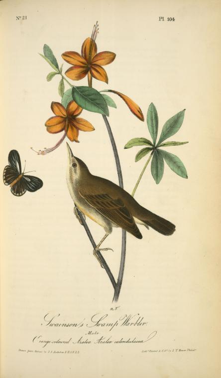 Swainson's Swamp-warbler. Male. (orange-coloured Azalea. Azalea Caledulacea) — John James Audubon