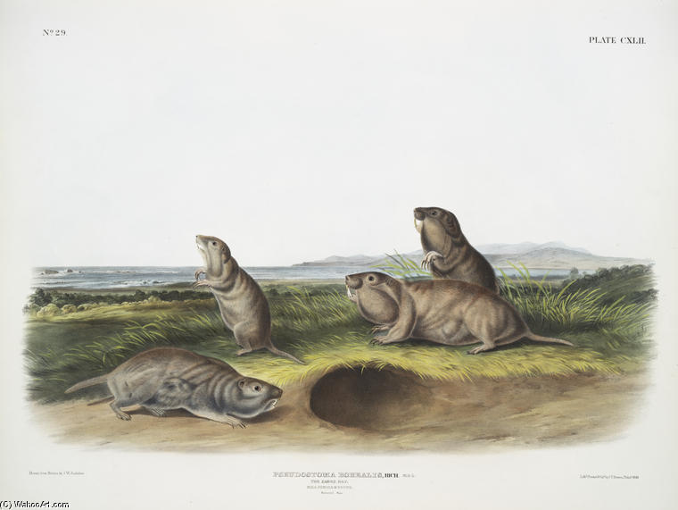 Pseudostoma Borealis, The Camas Rat. Male, Female ^ Young. Natural Size — John James Audubon