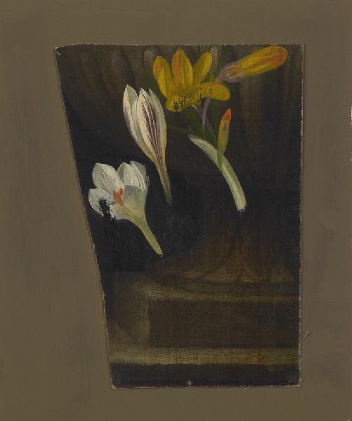 Crocus — Moïse Jacobber