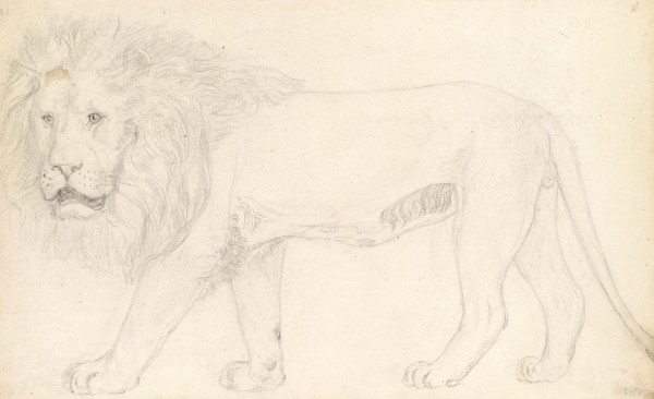 A Lion At The 'old Exeter Change' — John Frederick Lewis