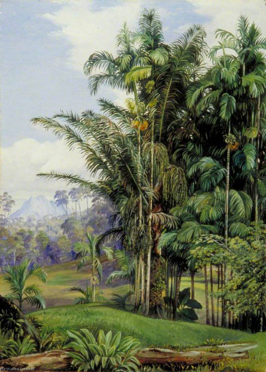 Group Of Wild Palms, Sarawak, Borneo — Marianne North