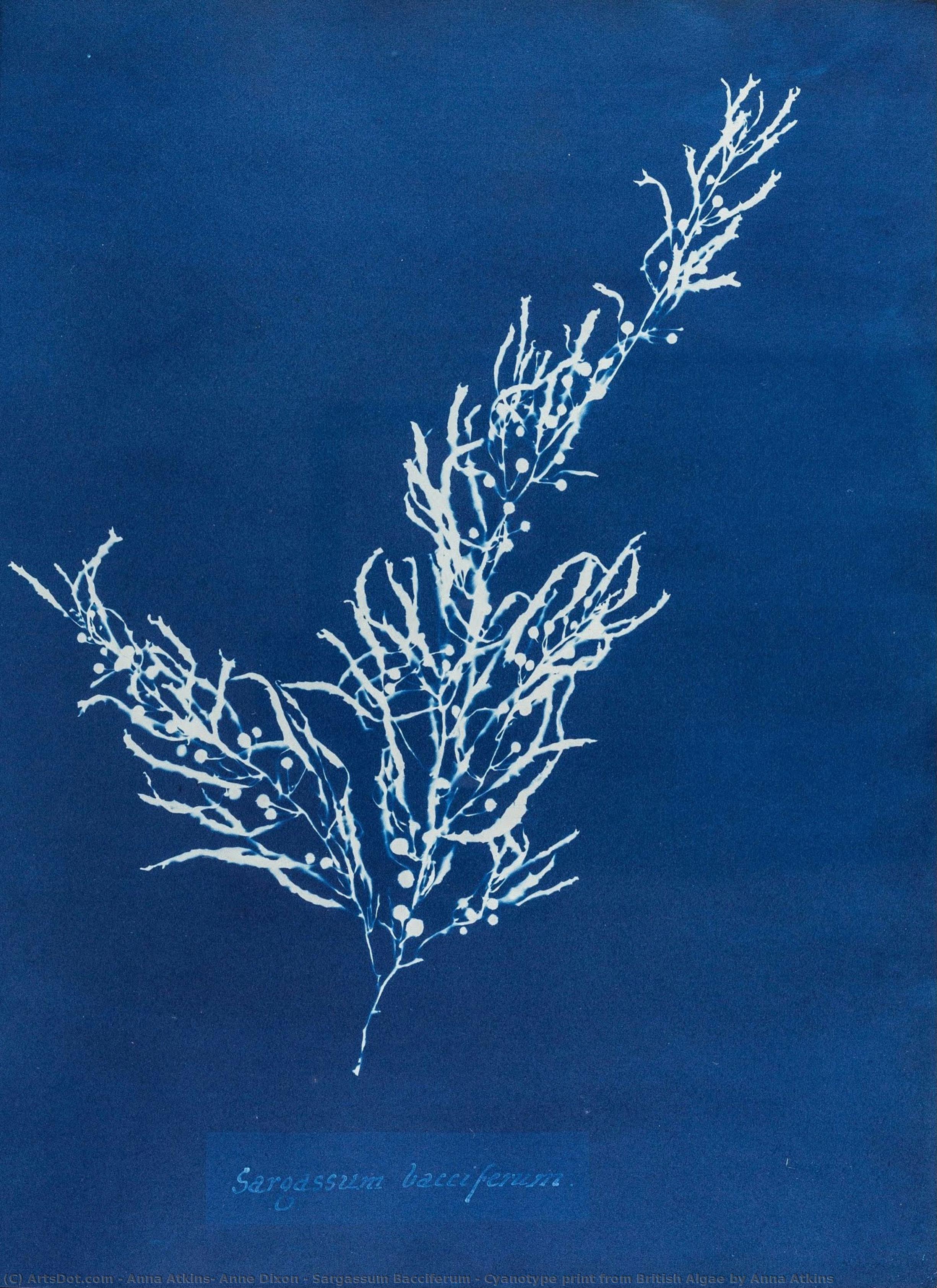 Sargassum Bacciferum - Cyanotype Print From British Algae By Anna Atkins — Anna Atkins, Anne Dixon
