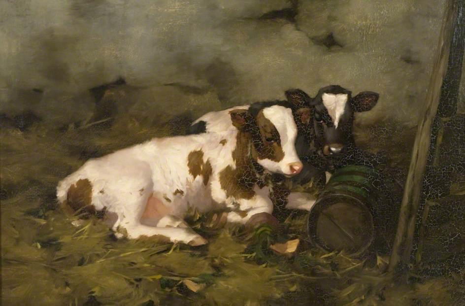 Calves — David Gauld