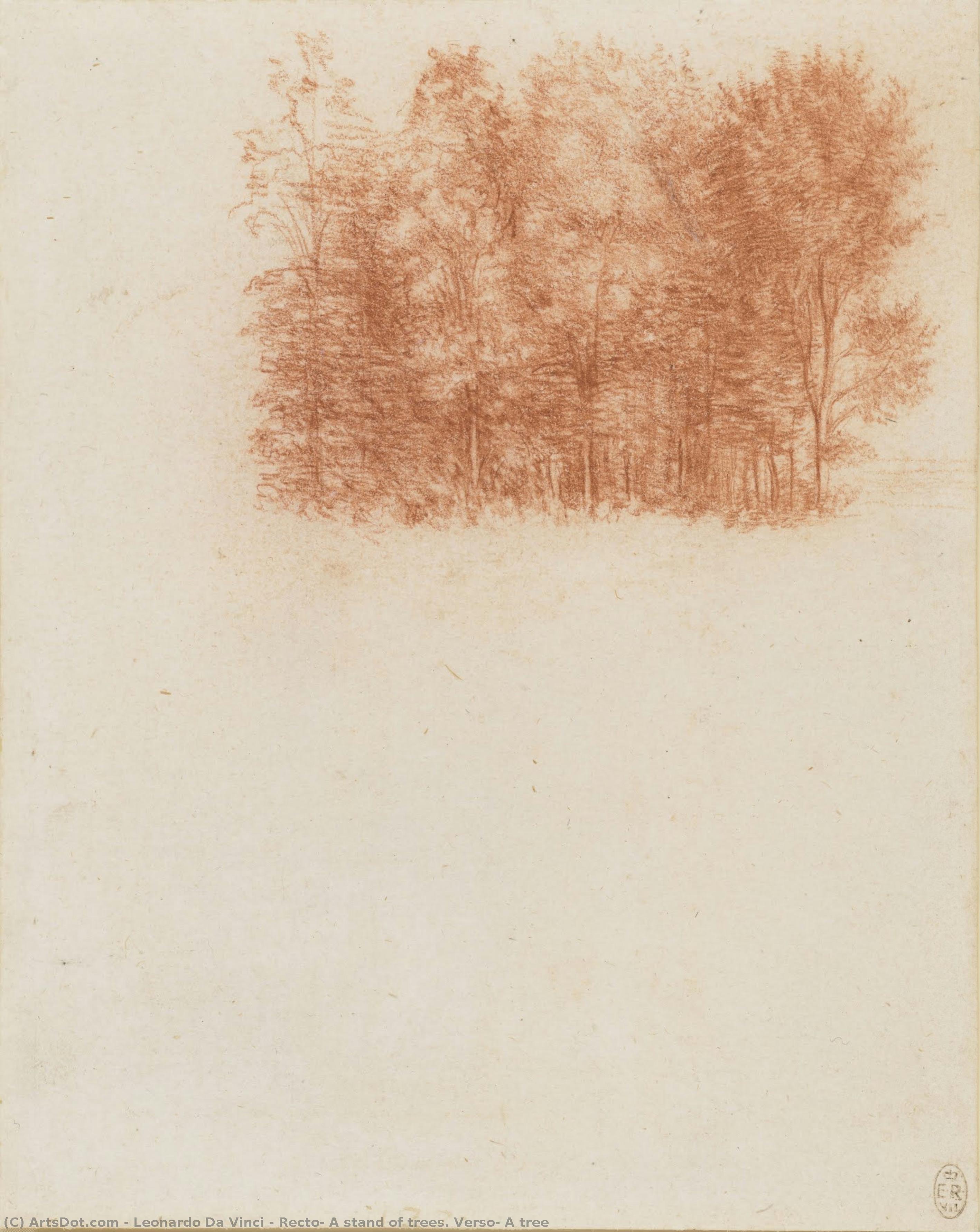 Recto: A Stand Of Trees. Verso: A Tree — Leonardo Da Vinci