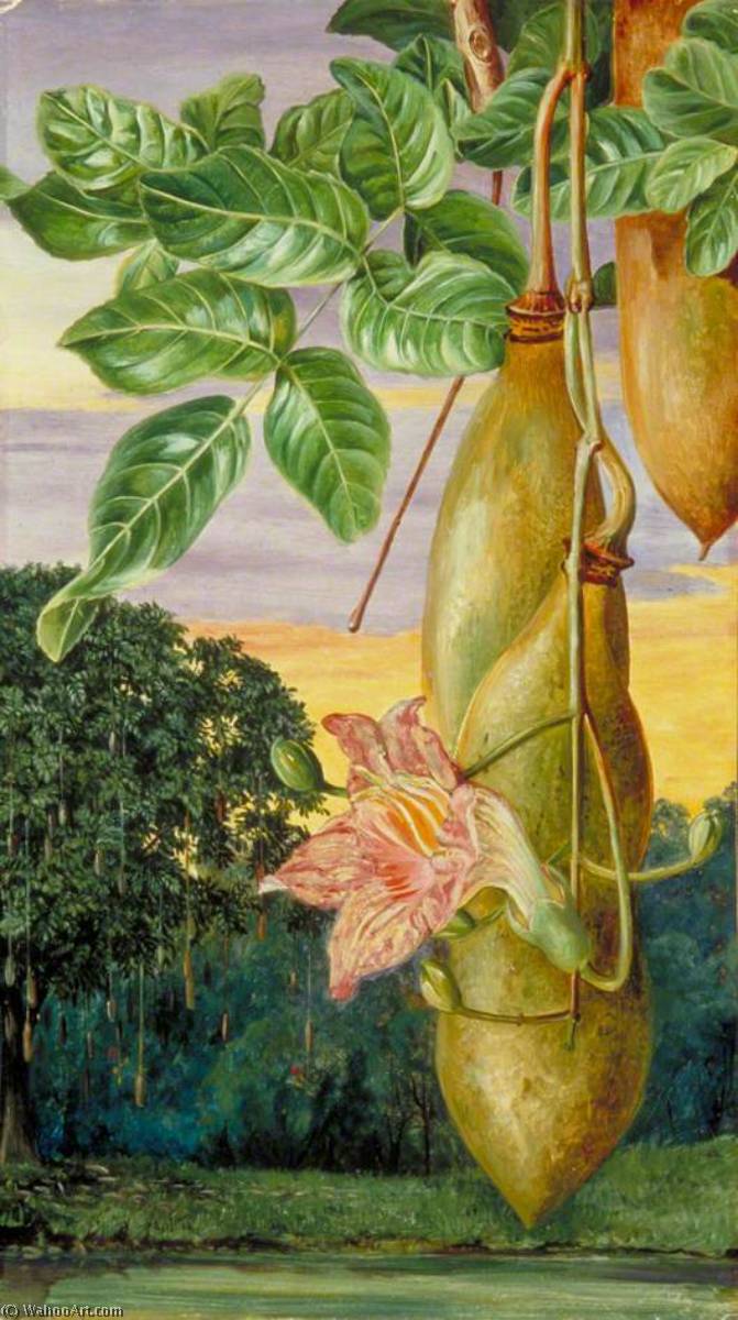 Foliage, Flowers And Fruit Of An African Tree, Painted In India — Marianne North