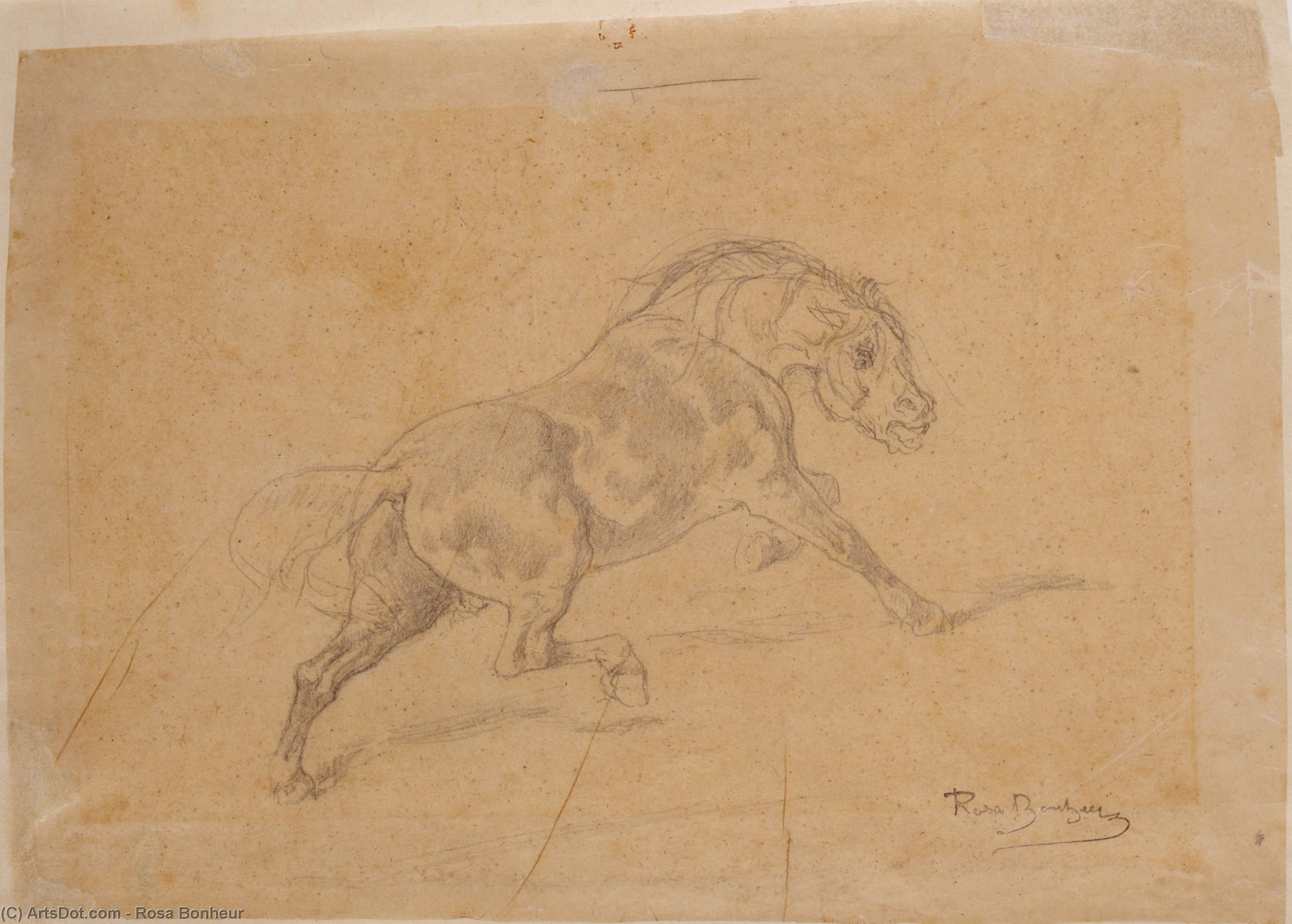 Study Of Horse For Le Duel — Rosa Bonheur