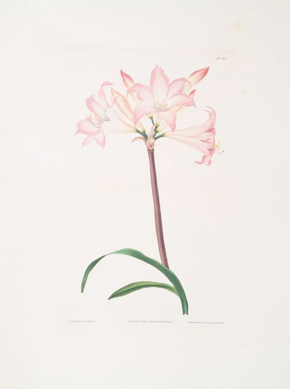 Amaryllis Belladonna — Robert Havell