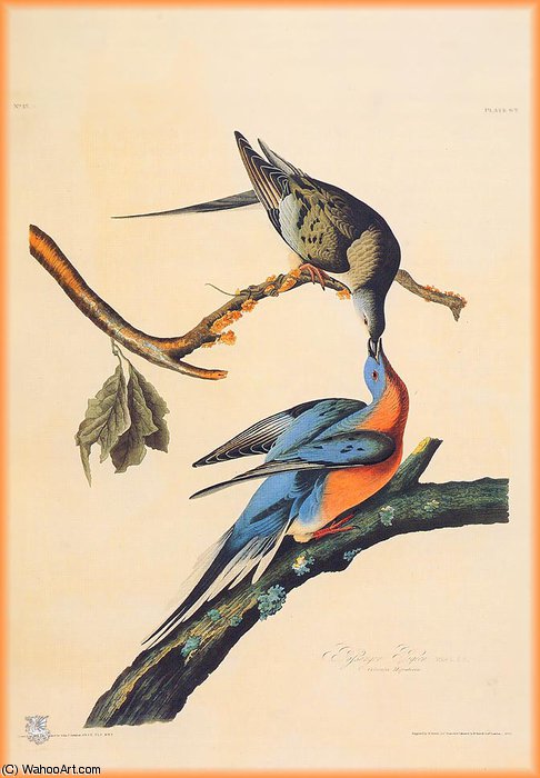 Passenger Pigeon — John James Audubon