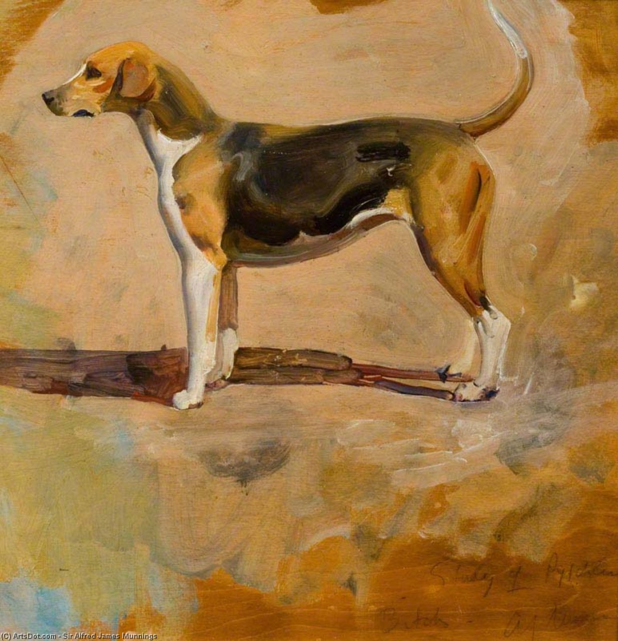 Study Of A Foxhound, 'pytchley' — Sir Alfred James Munnings