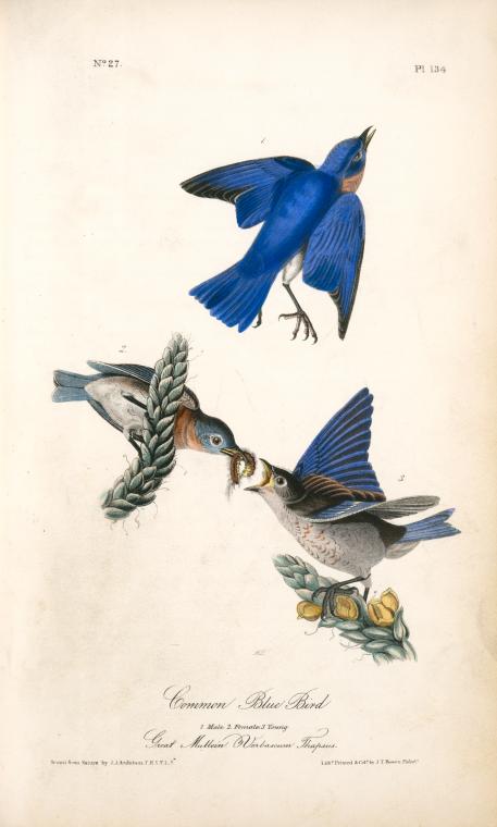 Common Blue Bird. 1. Male. 2. Female. 3. Young. (great Mullein. Verbascum Thapsus.) — John James Audubon