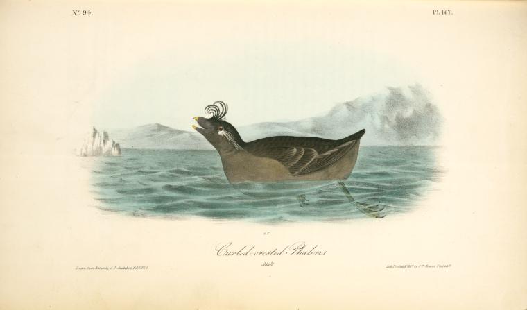 Curled-crested Phaleris. Adult — John James Audubon
